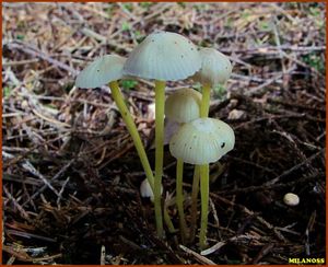 Helmovka slizká - Mycena epipterygia (Scop.) Gray 1821