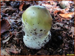 Muchomůrka zelená - Amanita phalloides (Vaill. ex Fr.) Link 1833