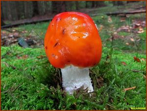 Muchomůrka červená - Amanita muscaria (L.) Lam. 1783