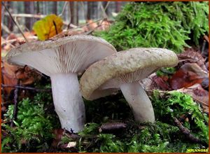 Ryzec zelený - Lactarius blennius