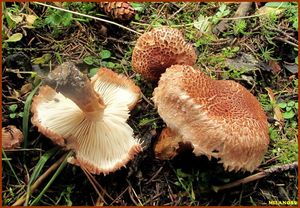 Čirůvka kravská - Tricholoma vaccinum (Schaeff.) P. Kumm. 1871