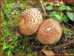 Čirůvka kravská - Tricholoma vaccinum