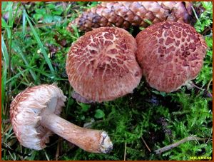 Čirůvka kravská - Tricholoma vaccinum