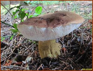 Hřib žlučník - Tylopilus felleus  (Bull.) P. Karst. 1881