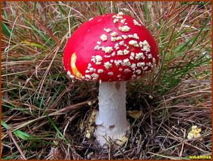Muchomůrka červená - Amanita muscaria (L.) Lam. 1783
