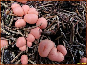 Vlčí mléko červené - Lycogala epidendrum (J.C. Buxb. ex L.) Fr.