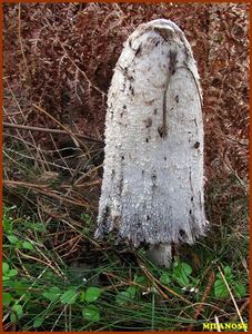 Hnojník obecný - Coprinus comatus (O.F. Müll.) Pers. 1797