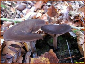 Strmělka číškovitá - Pseudoclitocybe cyathiformis ( Bull.) Singer