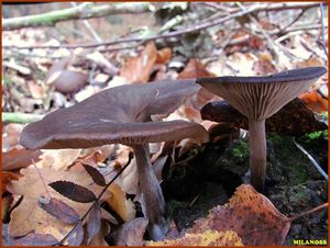 Strmělka číškovitá - Pseudoclitocybe cyathiformis ( Bull.) Singer