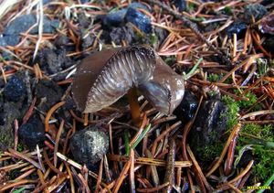 Klikni pro velký obrázek