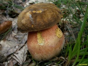 Klikni pro velký obrázek