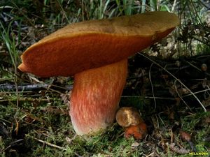 Klikni pro velký obrázek