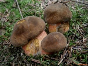 Klikni pro velký obrázek