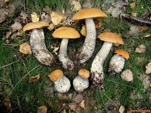 Klikni pro velký obrázek