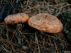 Ryzec borový - Lactarius pinicola Smotl. ex Z. Schaef. 1970