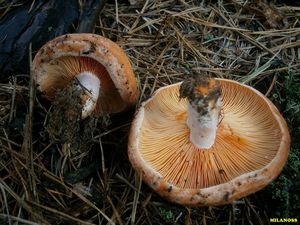 Ryzec borový - Lactarius pinicola Smotl. ex Z. Schaef. 1970