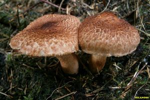 Čirůvka kravská - Tricholoma vaccinum