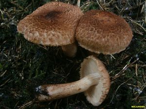 Čirůvka kravská - Tricholoma vaccinum