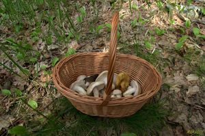 Klikni pro velký obrázek