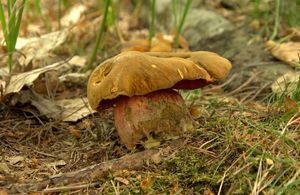 Klikni pro velký obrázek