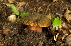 Klikni pro velký obrázek