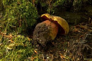 Klikni pro velký obrázek