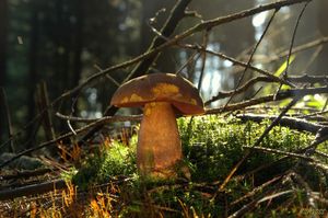 Klikni pro velký obrázek