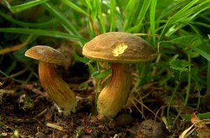 Klikni pro velký obrázek