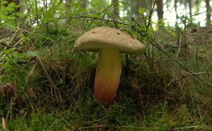 Klikni pro velký obrázek