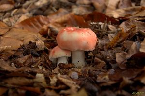 Klikni pro velký obrázek