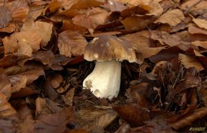 Klikni pro velký obrázek