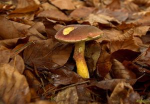 Klikni pro velký obrázek