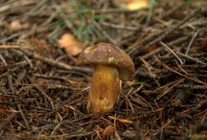 Klikni pro velký obrázek