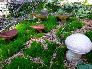 Klikni pro velký obrázek