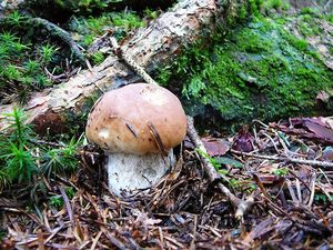 Klikni pro velký obrázek