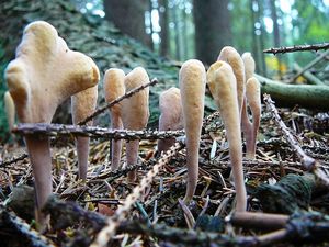 Klikni pro velký obrázek