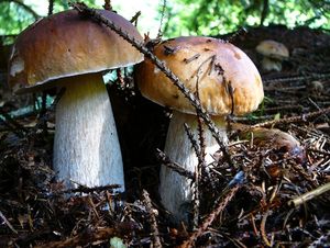 Klikni pro velký obrázek