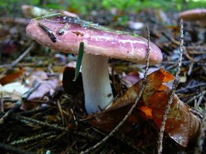 Klikni pro velký obrázek