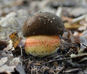 Klikni pro velký obrázek