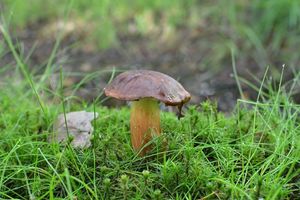 Klikni pro velký obrázek