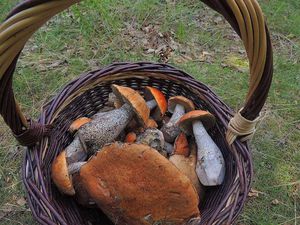 Klikni pro velký obrázek