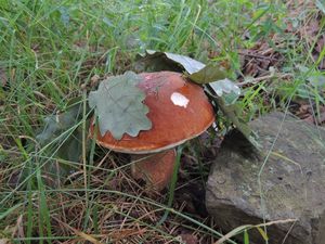 Klikni pro velký obrázek