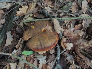 Klikni pro velký obrázek