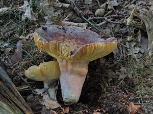 Klikni pro velký obrázek