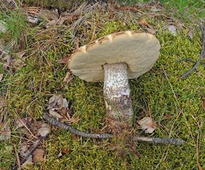 Klikni pro velký obrázek