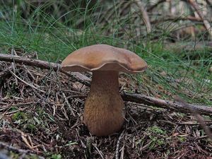 Klikni pro velký obrázek