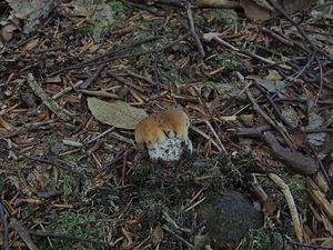 Klikni pro velký obrázek