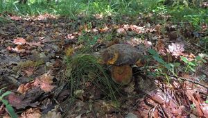 Klikni pro velký obrázek