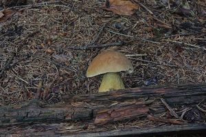 Klikni pro velký obrázek