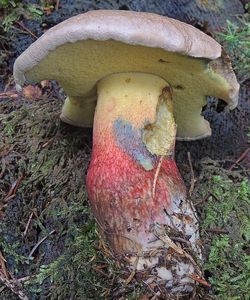 Klikni pro velký obrázek